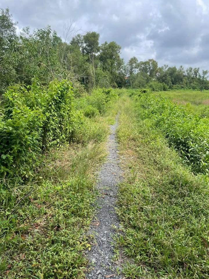 Bán Đất Vườn 3000m² Hòa Phú, Củ Chi - Sổ Đỏ Riêng, Giá Tốt