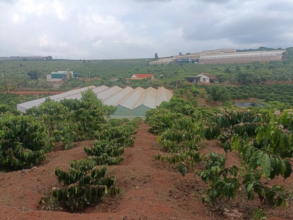 Đất Vườn Mê Linh, Lâm Hà 6300m² - Cơ hội đầu tư dài hạn!