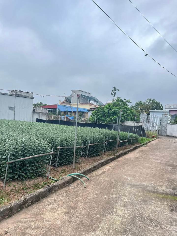 Đất nền Mỹ Tân, Nam Định gần 1000m² chỉ 2 tỷ - Sổ đỏ chính chủ!