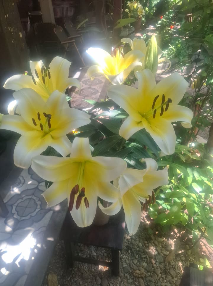 Mặt Tiền Võ Nguyên Giáp Quảng Ngãi - 200m² Giá 4.5 Tỷ