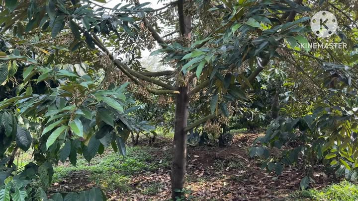 Farm Đắk Nông 2ha - Nguồn Thu Khủng Từ Sấu Thái & Cà Phê