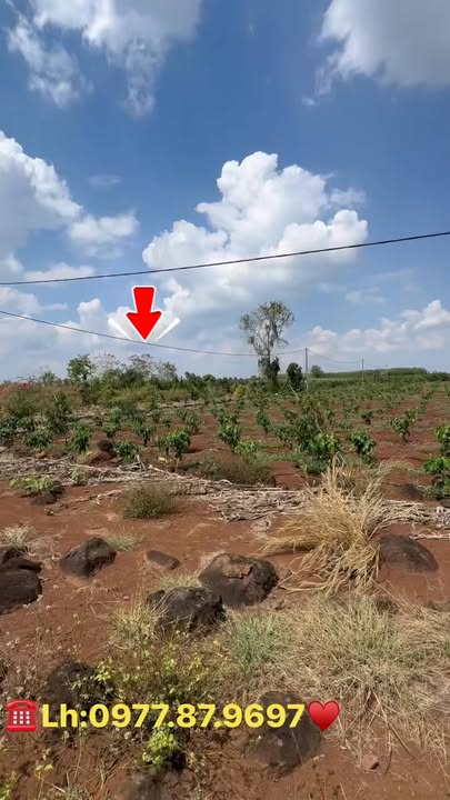 Đất Vườn Đắk Nông 12.000m² - Giá Đầu Tư 9 Tỷ