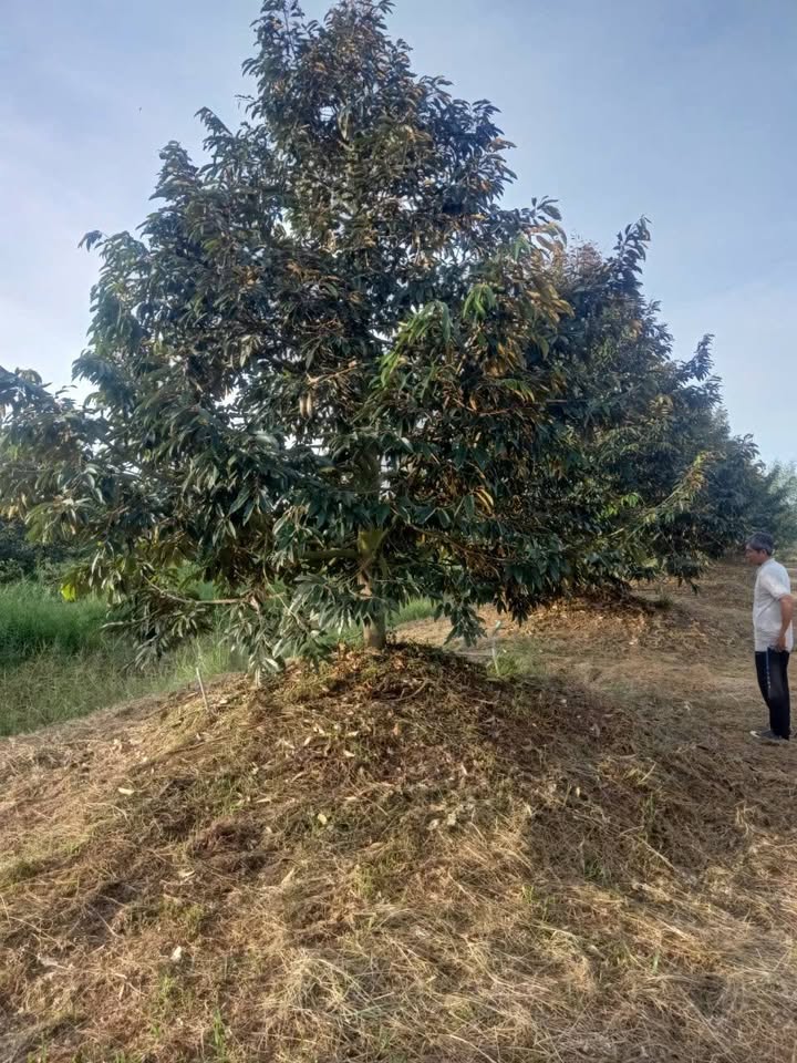 Bán Gấp 10 Công Đất Vườn Sầu Riêng Thái 5 Năm Tuổi - Cao Lãnh, Đồng Tháp