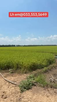 Đất Vườn 20.000m² Mặt Tiền Kênh Lớn Vĩnh Hưng, Long An - Giá 115 Tỷ