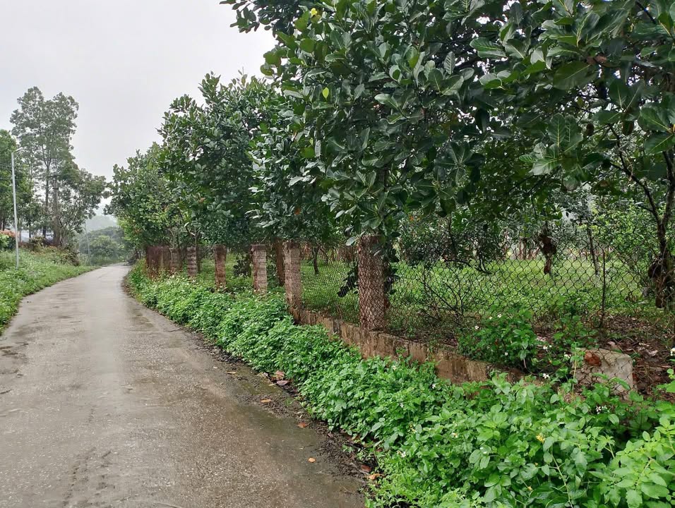 Đất vườn Võ Nhai 1.3ha - Sinh thái xanh, nghỉ dưỡng lý tưởng!