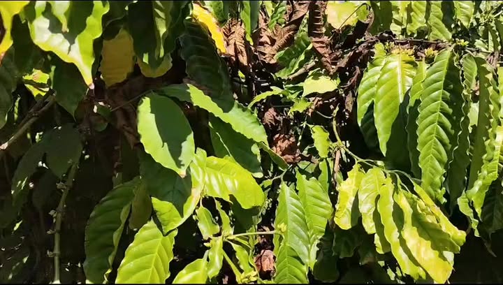 Đất vườn Chư Sê Gia Lai 10.000m² - Sinh thái xanh, đầu tư tiềm năng!