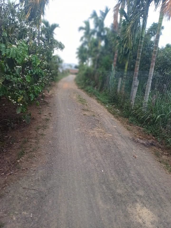 Đất nền Tân Tiến BMT 600m² - Sổ đỏ chính chủ, đường lớn ô tô!