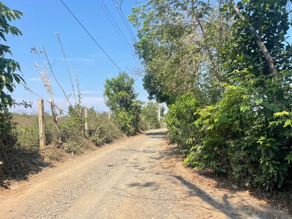 Farm 2448m² Đắk Lắk - 3 Nguồn Thu Tiêu, Cà Phê, Sầu Riêng