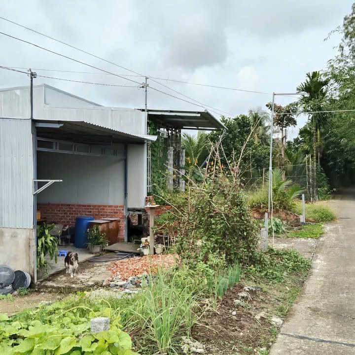 Bán Nền Thạnh Hòa, Hậu Giang - 150m² Thổ Cư, Lộ Oto Giá 350 Triệu