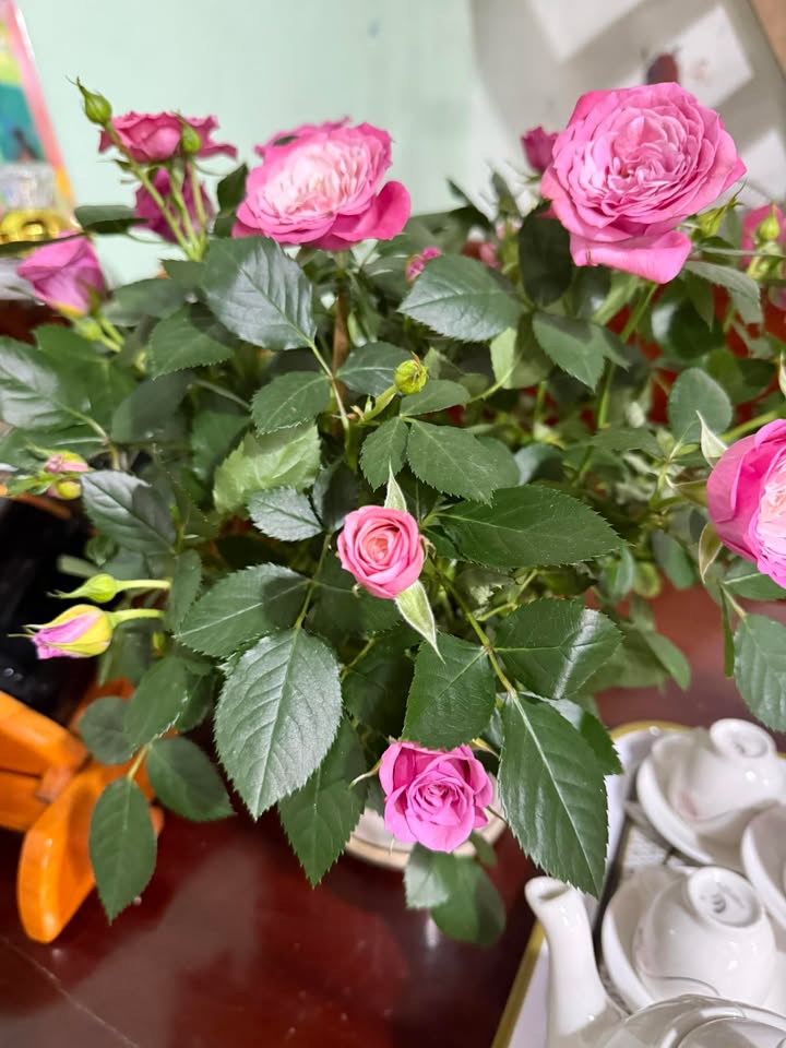 Đất nền Núi Thành, Quảng Nam 175m² - Tiềm năng tăng giá vượt trội!