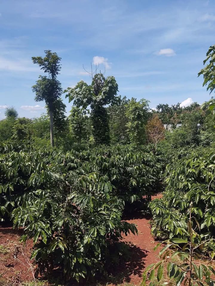 Bán Đất Vườn Buôn Ma Thuột 6000m² Sẵn Nguồn Thu - Giá 3.3 Tỷ