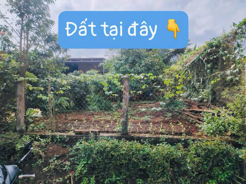 Đất nền Bình Hòa, Buôn Hồ 165m² - Sổ đỏ chính chủ, tiềm năng tăng giá!