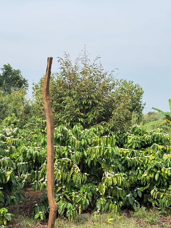 Đất nền Thôn 3 Đắk Rot 2.2 hecta giá 4.6 tỷ - Sổ đỏ chính chủ