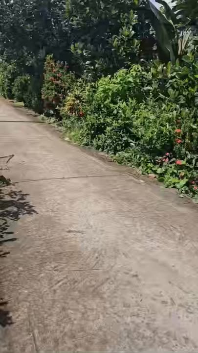 Bán 2000m² Đất Vườn Mặt Tiền Đường Oto Tại Cai Lậy, Tiền Giang - Sổ Hồng Thổ Cư