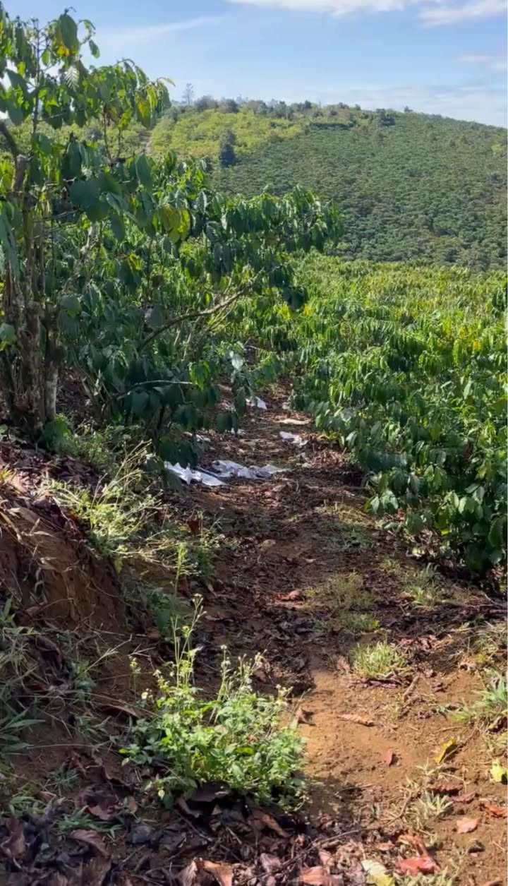 Đất Vườn Lâm Đồng 7600m² - Sổ Đỏ Sẵn Sàng, Suối Mát, View Cà Phê Đẹp