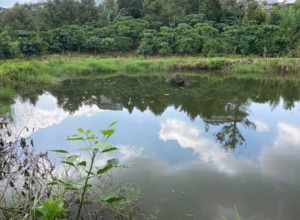 Đất Vườn 2100m² Sẵn Vườn Trái Cây, Ao To, Suối Quanh Năm Tại Bảo Lộc - Giá 3 Tỷ