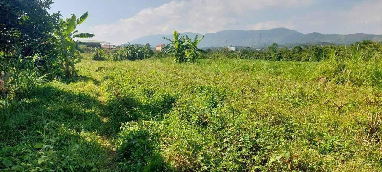 Bán Đất Vườn 5000m² Bảo Lộc - Ôm Suối, Giá 2.6 Tỷ