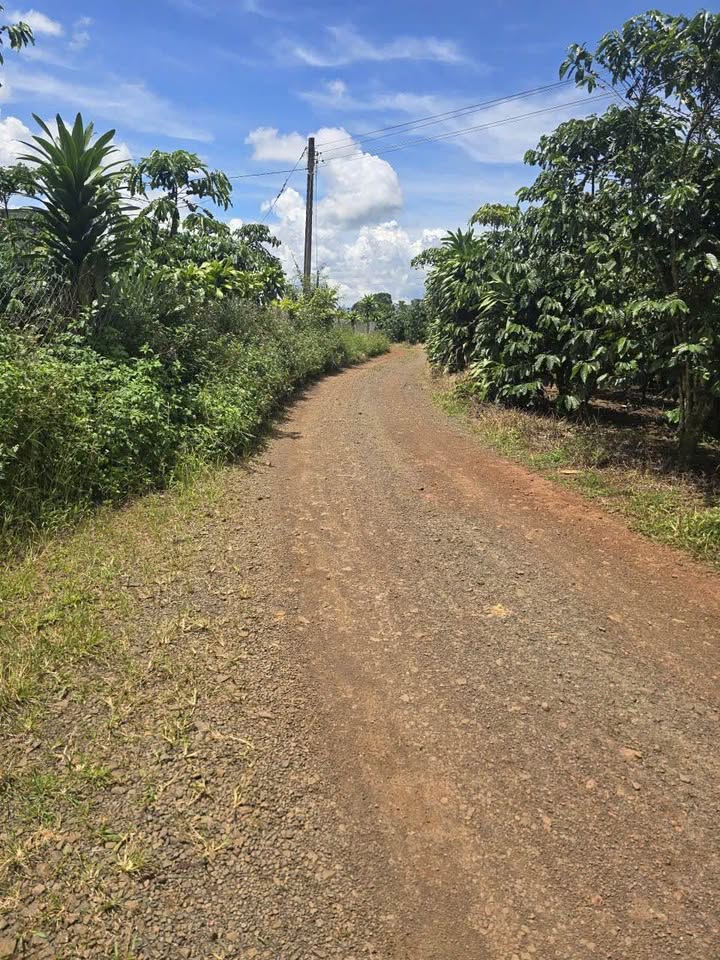 Bán Đất Vườn 8800m² Lộc Ngãi, Bảo Lâm - View Hồ Đắc Long, Cafe Thu Hoạch