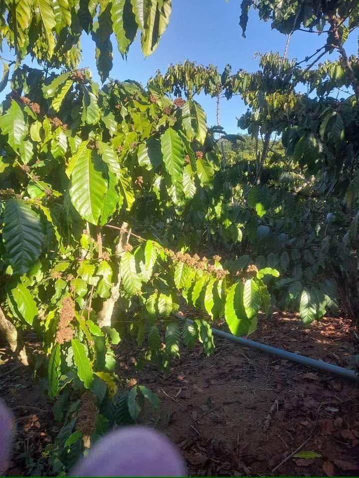 Đất Nền Lộc Ngãi, Bảo Lâm 360m² giá 1.2 tỷ - Sổ Đỏ Chính Chủ