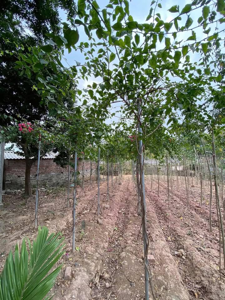 Đất nền Phường Tích Lương, TP Thái Nguyên 2400m² - Tiềm năng tăng giá!