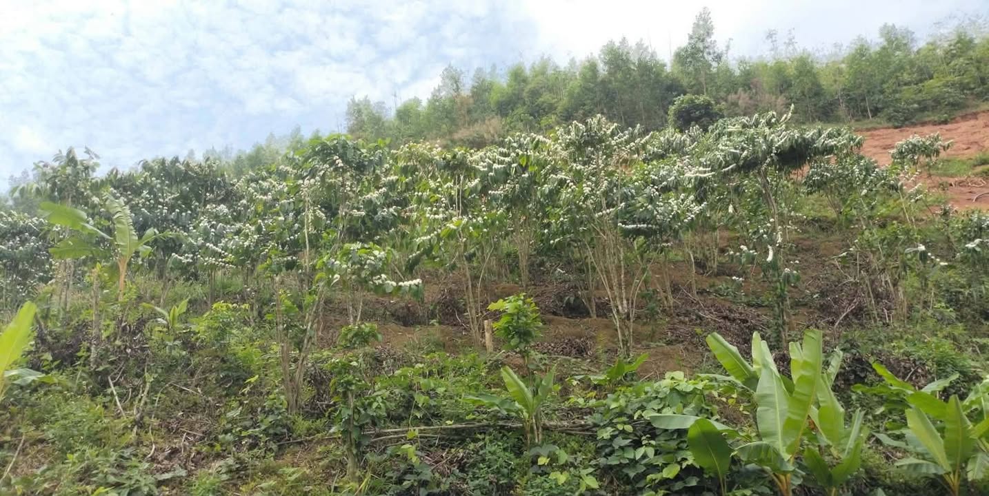 Đất Vườn Krông Nô 1.6ha giá 1.1 tỷ - Cơ hội đầu tư dài hạn!