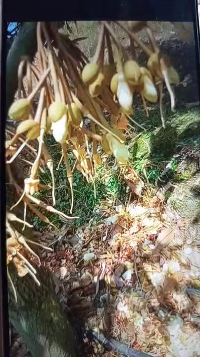 Bán Rẫy Sầu Riêng 13.600m² tại Đạ Huoai, Lâm Đồng - 3.3 Tỷ