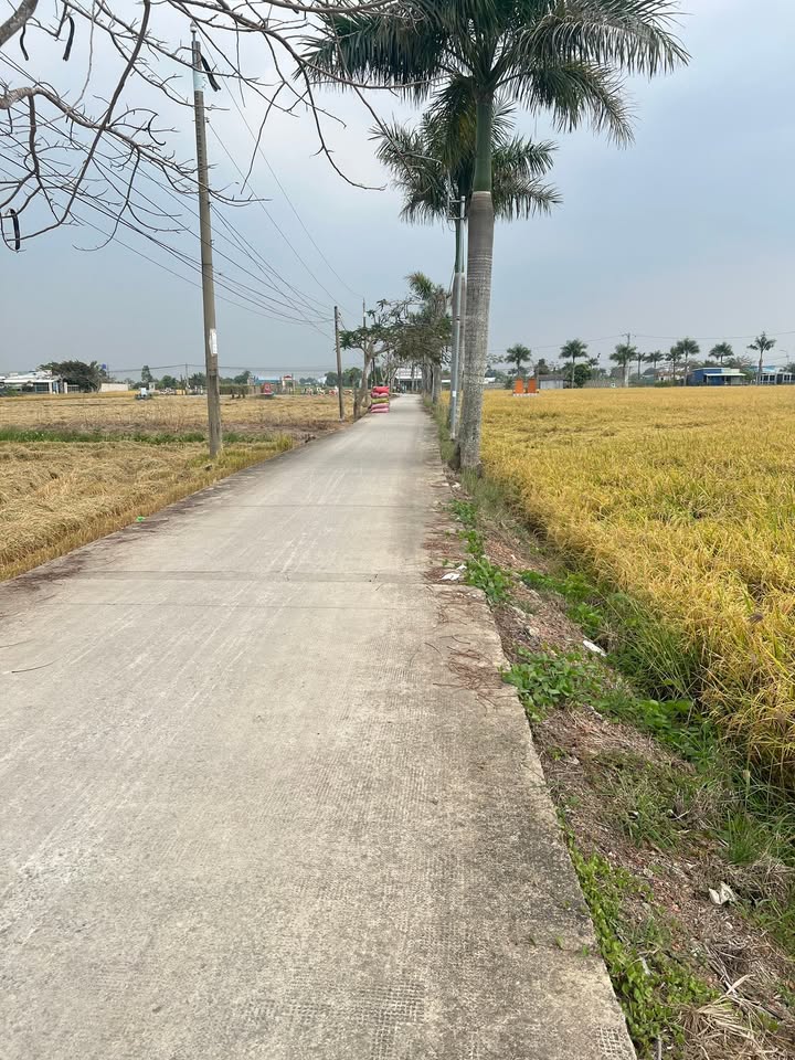 Đất Vườn Cần Đước 2680m² - Sổ Riêng, Sẵn Sàng Xây Dựng