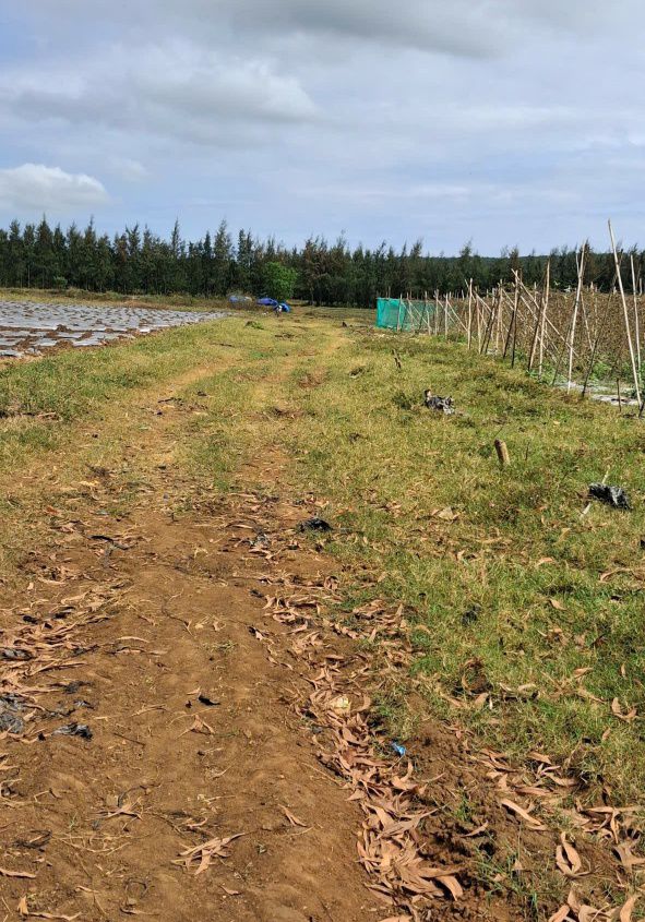 Đất nền Bình Châu, Bình Sơn 1404m² giá 200 triệu - Sổ đỏ chính chủ!