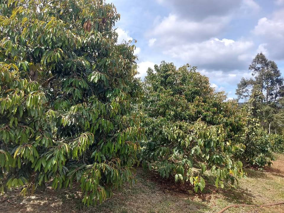 Đất vườn Krông Năng 1.2ha - Sinh thái xanh, sẵn sàng thu hoạch!