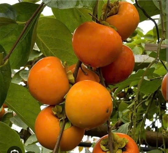 Bán Đất Vĩnh Phú 195m² - Giá Tốt, Đường Xe Hơi