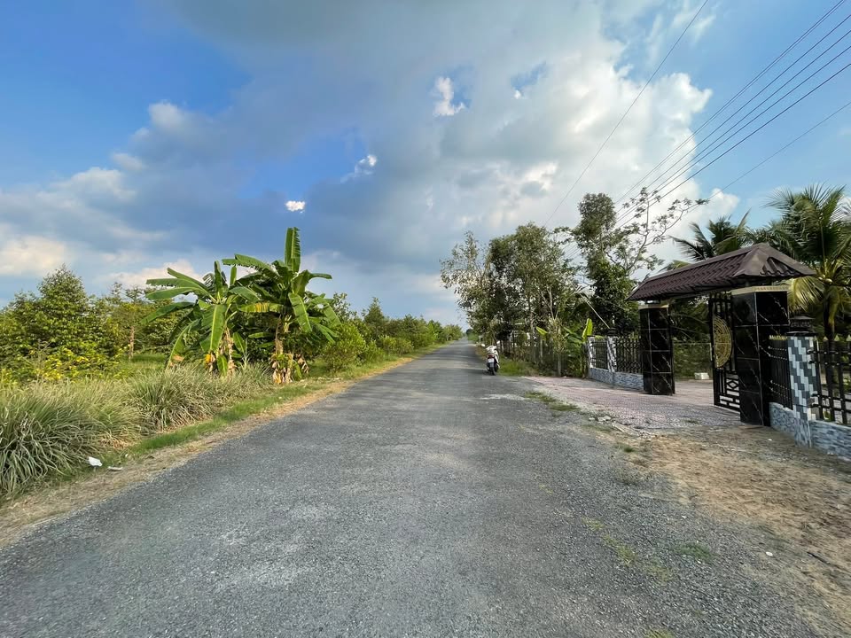 Đất Nền Cần Thơ 2000m² Mặt Tiền Lộ Nhựa - Tặng 1000 Cây Mai