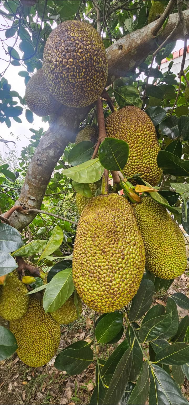 Đất Vườn Xinh Xắn 600m² Sổ Đỏ Tại Đồng Kỳ, Bắc Giang - Giá 699 Triệu