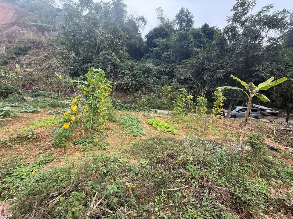 Đất nền Phường Sông Cầu, TP Bắc Kạn 200m² - Đất thổ cư 100%