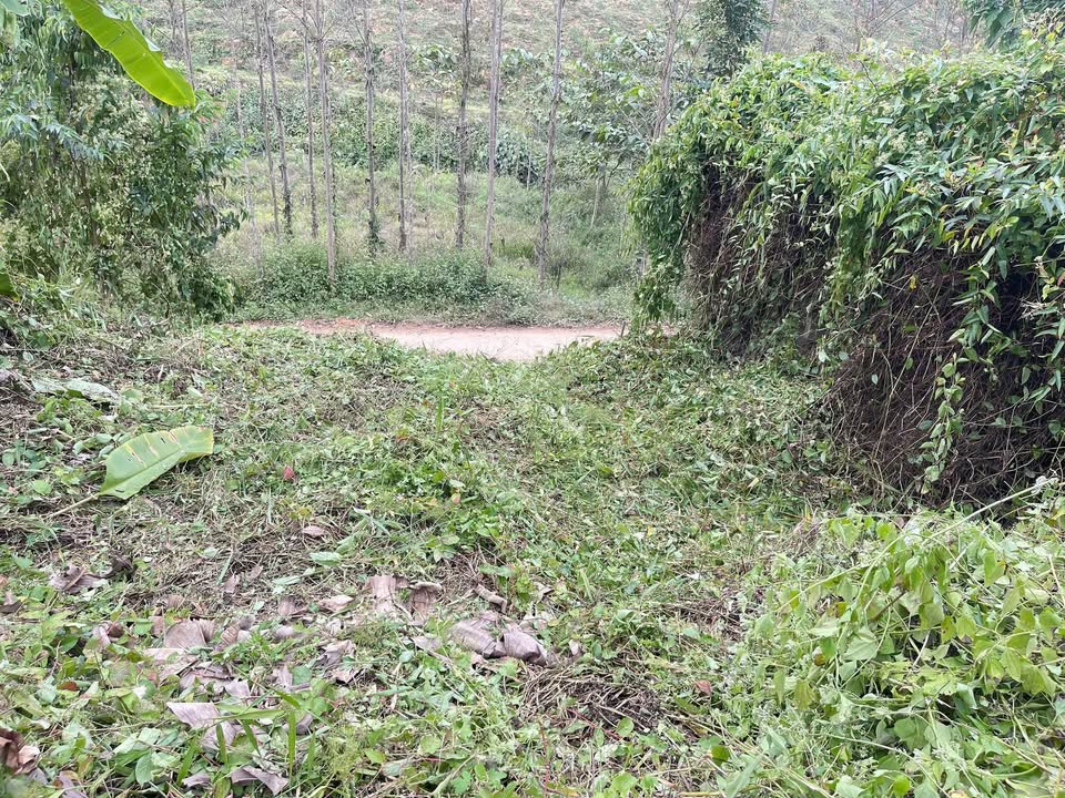 Đất Vườn Yên Thế 1513m² - Mặt Tiền 36m Bám Đường Bê Tông, Giá Tốt