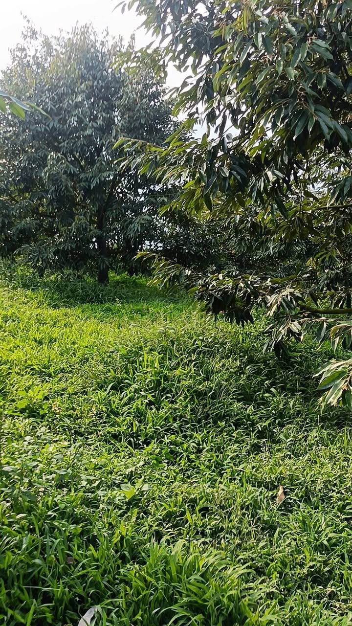 Đất nền Bảo Lộc 1.500m² Lộc Thanh - Chính chủ bán