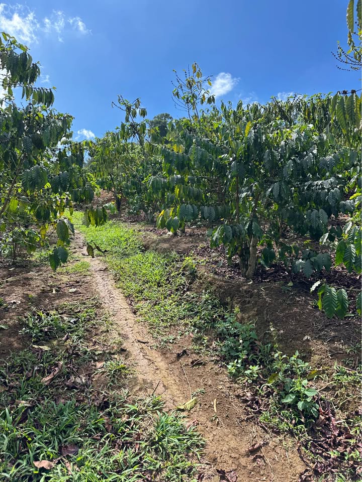 Bán Đất Vườn Lộc Bảo, Bảo Lâm 15000m² - Sổ Đỏ Rõ Ràng, Giá Đầu Tư 3 Tỷ