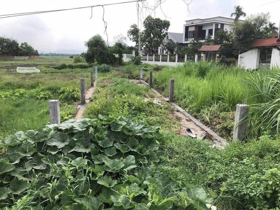 Đất Vàng TL295 Tiên Du 73.6m² - Sẵn Sàng Kinh Doanh, Đầu Tư Sinh Lời