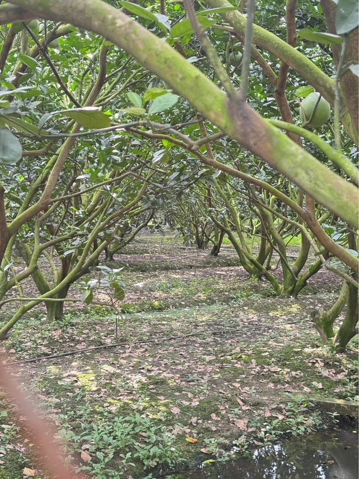 Đất Đạo Thạnh Mỹ Tho 175m² - Sát AEON, Sẵn Sổ Hồng, Giá Tốt Đầu Tư