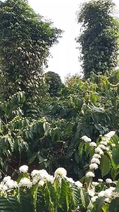 Farm 2ha Ea Tân, Krông Năng, Đắk Lắk - Cơ hội đầu tư dài hạn!