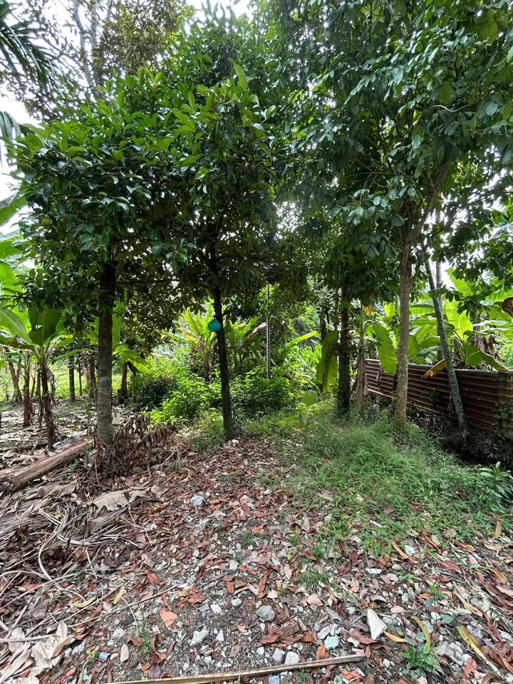 Đất vườn Bình Nhâm Thuận An 246m² 2.79 tỷ - Sổ hồng rõ ràng