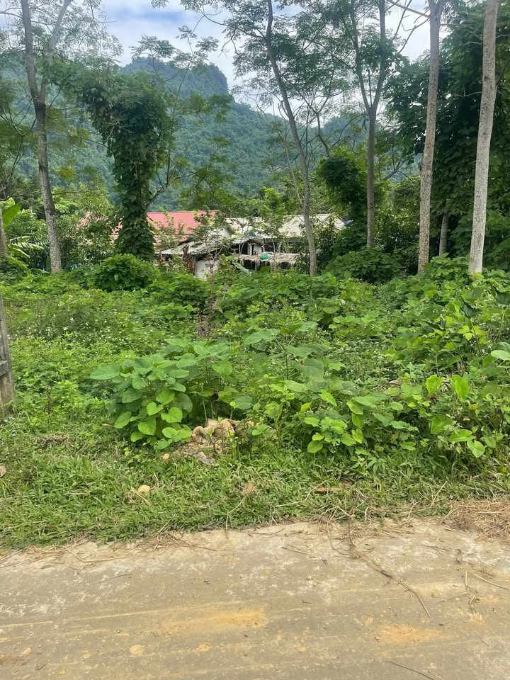 Đất nền Yên Lập, Vĩnh Tường 1500m² - Sổ đỏ chính chủ