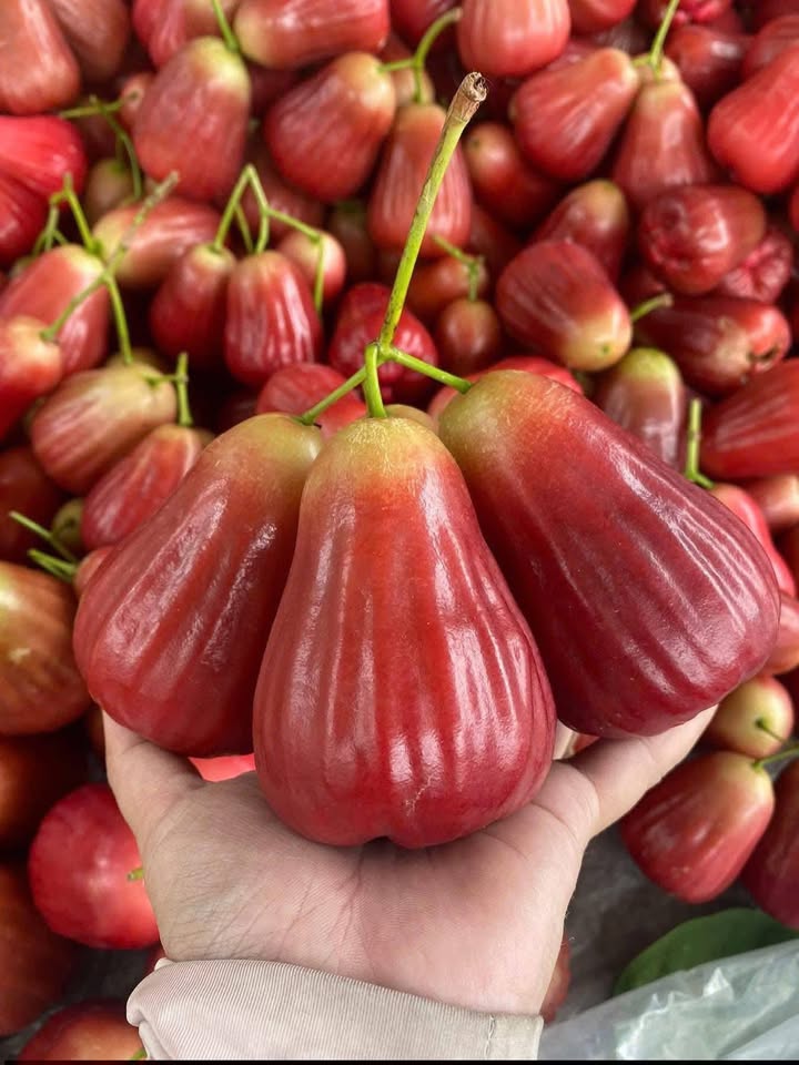 Căn hộ Xuân Thủy Quy Nhơn 70m² 4.5 triệu - Bàn giao ngay