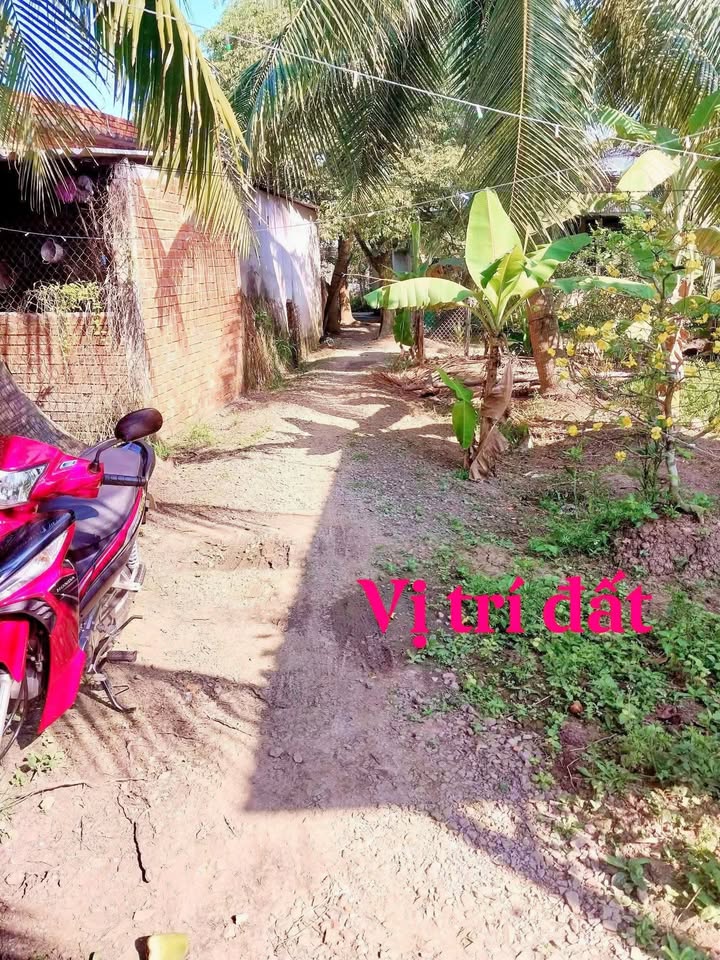 Đất vườn 1000m² Thạnh Phú, Châu Thành - Tiềm năng tăng giá!