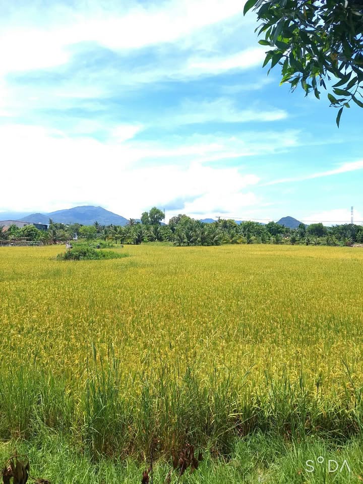 Bán Gấp Đất Nền 500m² Xuân Thọ, Đà Lạt - Sổ Riêng, Ô Tô Tận Nơi