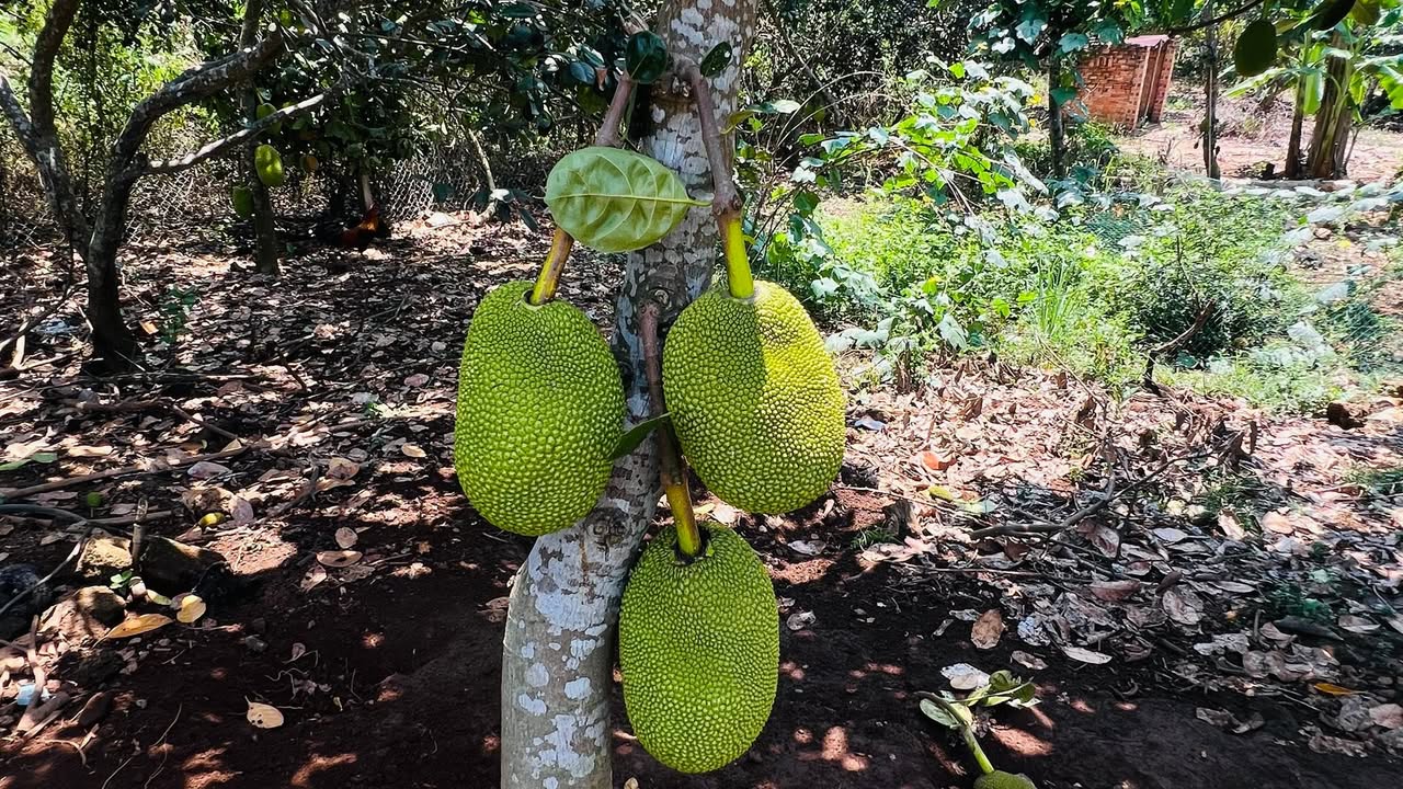 Nhà vườn Tà Lài Đồng Nai 2.000m² - Nghỉ dưỡng lý tưởng!