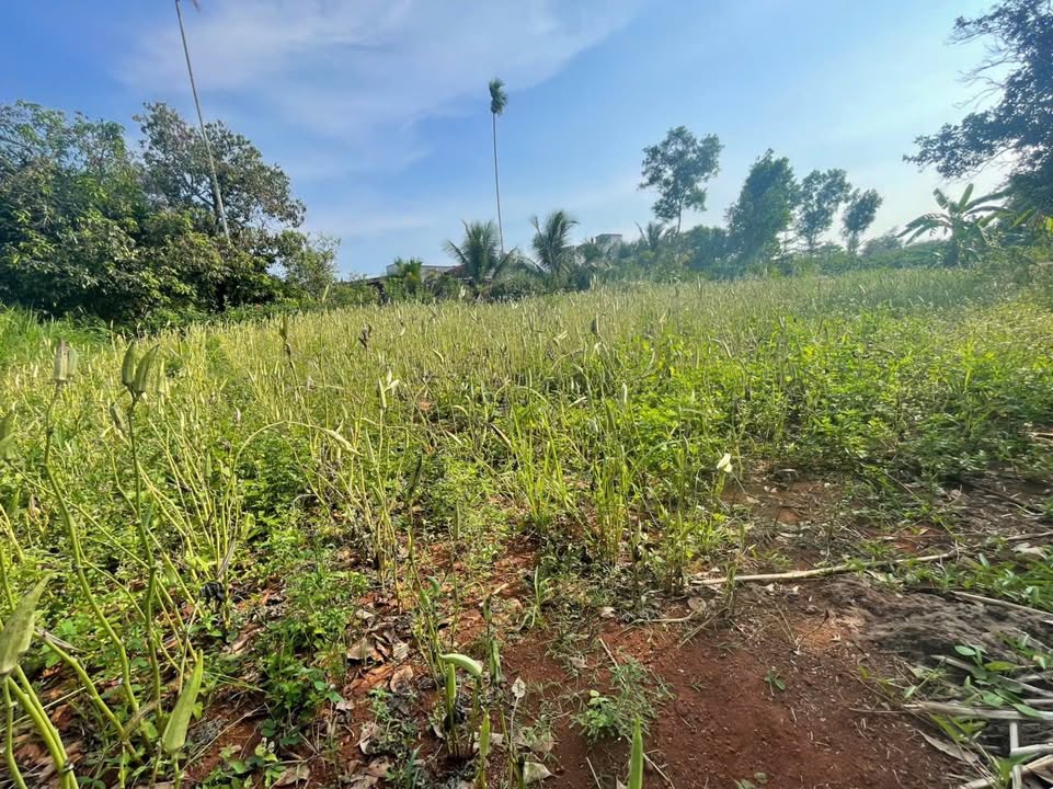 Đất vườn Lâm San, Cẩm Mỹ 1.7 tỷ - Nghỉ dưỡng lý tưởng!