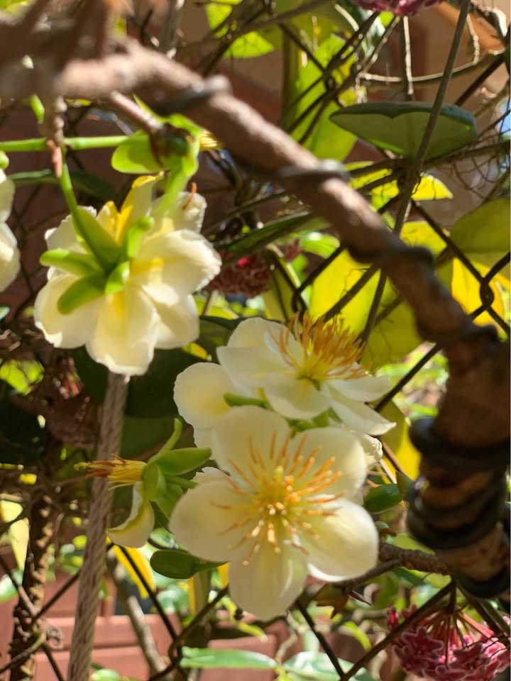 Bán Khách Sạn 6 Tầng Mặt Tiền Bình Mỹ, Quảng Ngãi - Dòng Tiền Ổn Định