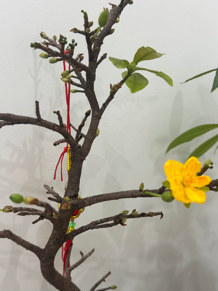 Bán đất Đồng Hoà, Kiến An 61m² - Sổ Đỏ Chính Chủ, Ngõ 3m