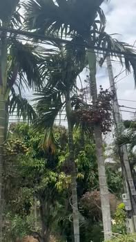 Đất nền Buôn Tiêu, Đắk Lắk - 600m² thổ cư, mặt tiền 10m, 19 tỷ