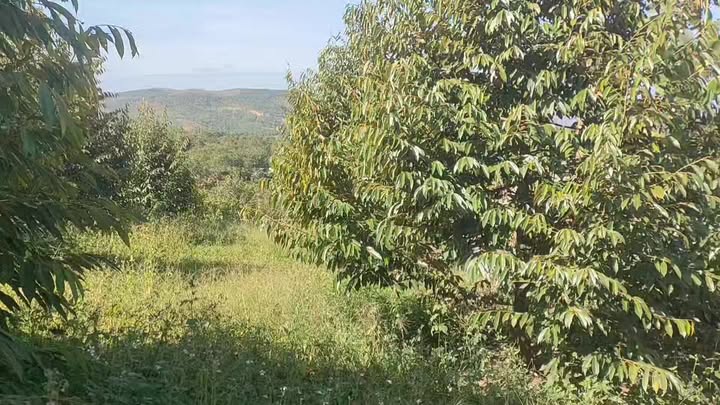 Đất vườn Quảng Lập 1080m² - Sinh thái xanh, đầu tư tiềm năng!